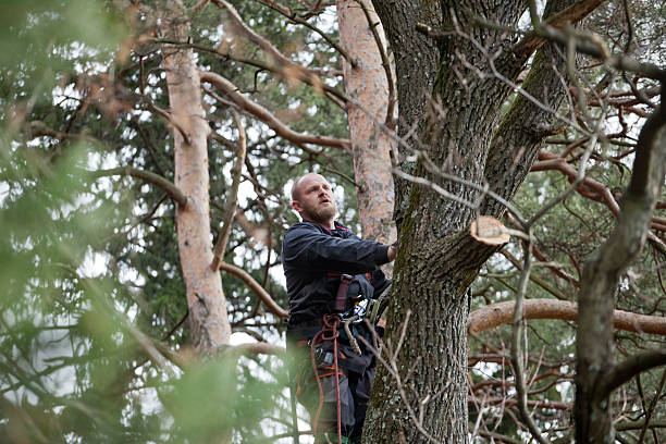 Best Commercial Tree Services  in Gladstone, MO