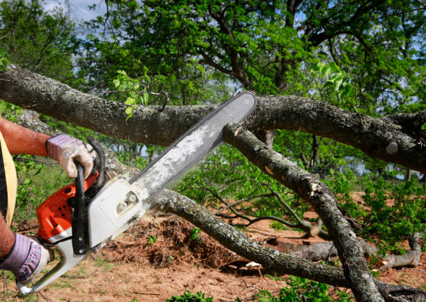 Trusted Gladstone, MO Tree Care Experts